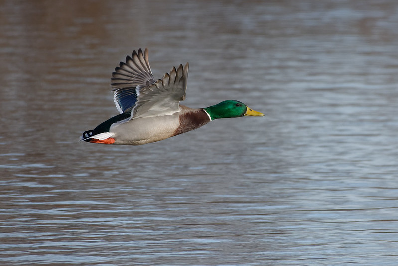 Canard colvert.jpg